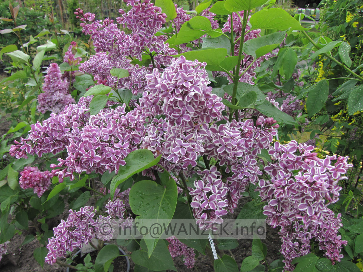Syringa vulgaris Sensation 01.JPG
